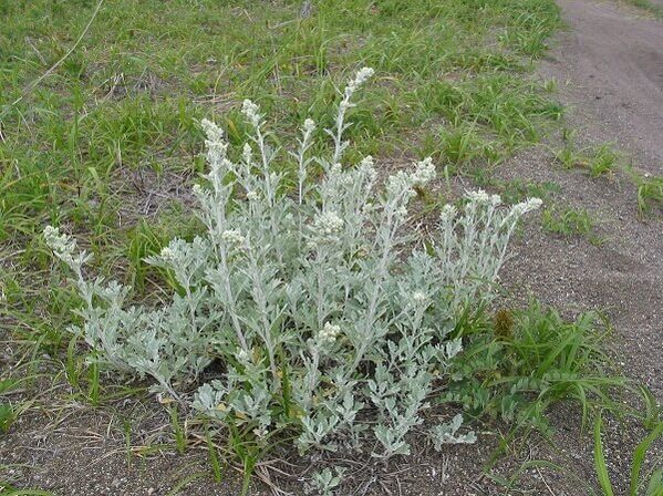 wormwood for the treatment of spinal osteochondrosis